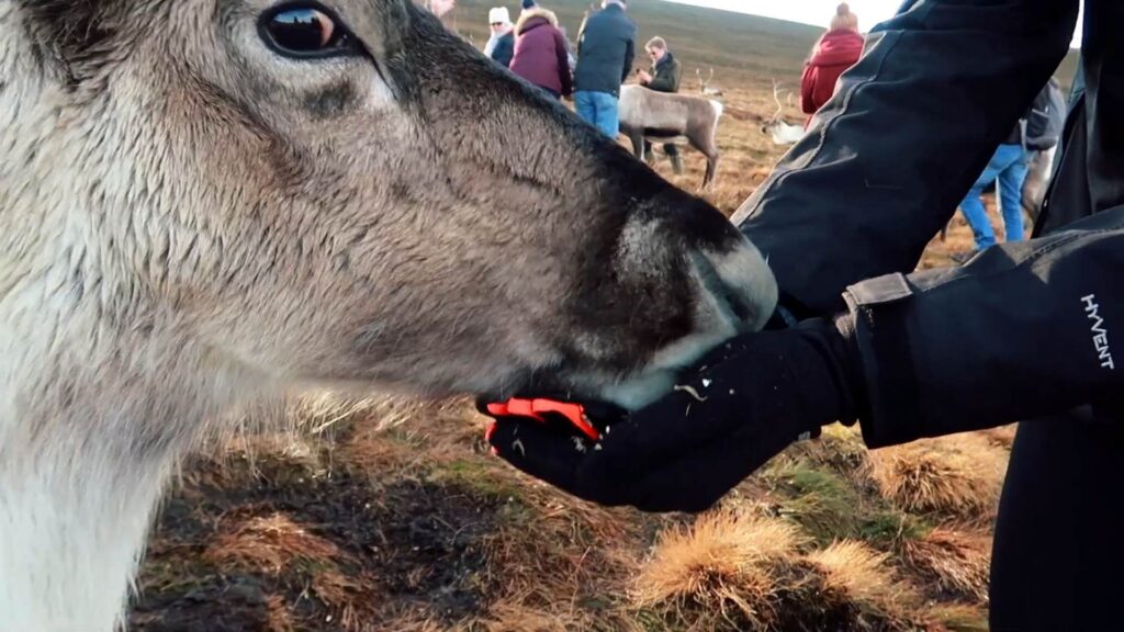 Close-up of a reindeer interacting with a visitor in the Scottish Highlands near Aviemore.